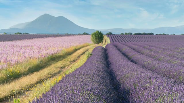 Provence com motorista brasileiro